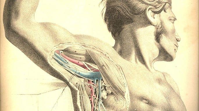 Anatomi 2